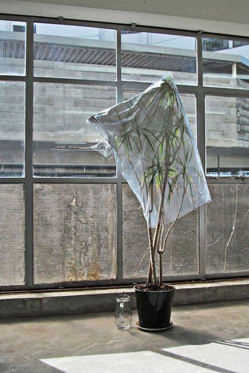 installation image of tree work from Duas Cidades at RM Gallery, Auckland